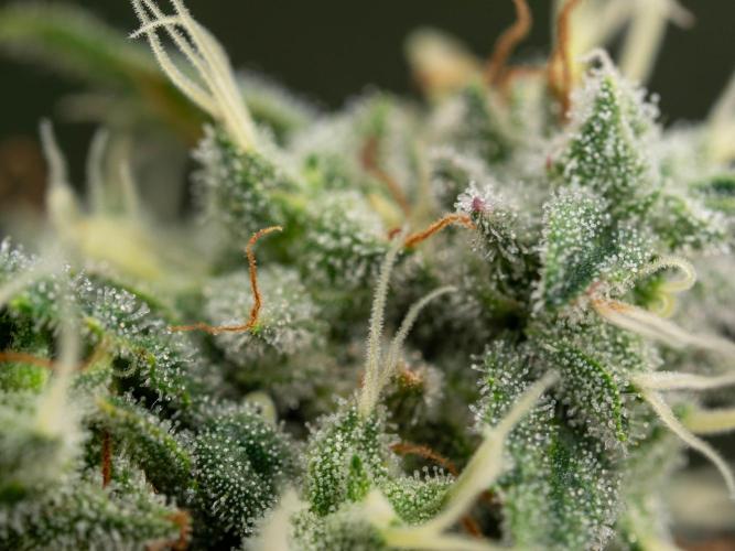 SOG Ayahuasca Purple (CLONES). Week 14 - 2026/05/28