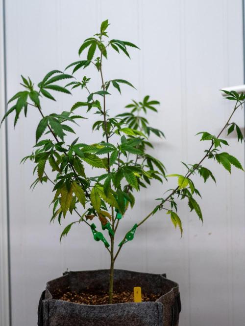 Ayahuasca Purple 3rd and final run. Week 2 - 2026/05/10: #1 with LST