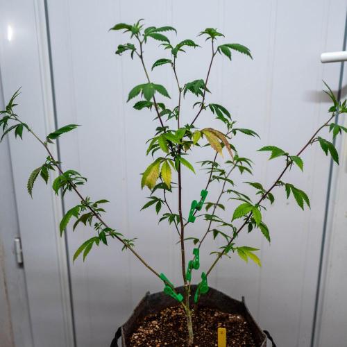 Ayahuasca Purple 3rd and final run. Week 2 - 2026/05/10: #2 with LST