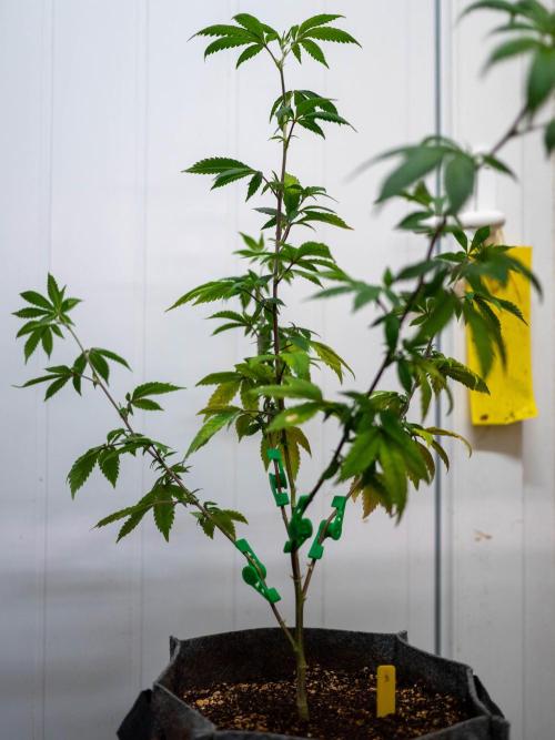Ayahuasca Purple 3rd and final run. Week 2 - 2026/05/10: #3 with LST