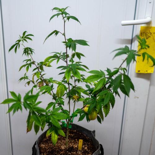 Ayahuasca Purple 3rd and final run. Week 2 - 2026/05/10: #4 with LST