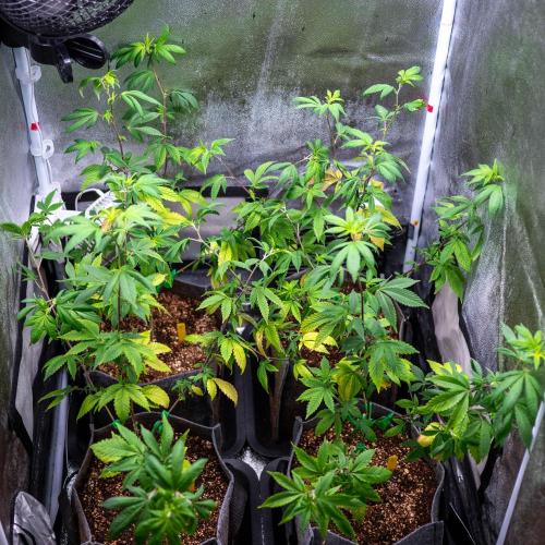 Ayahuasca Purple. Week 2