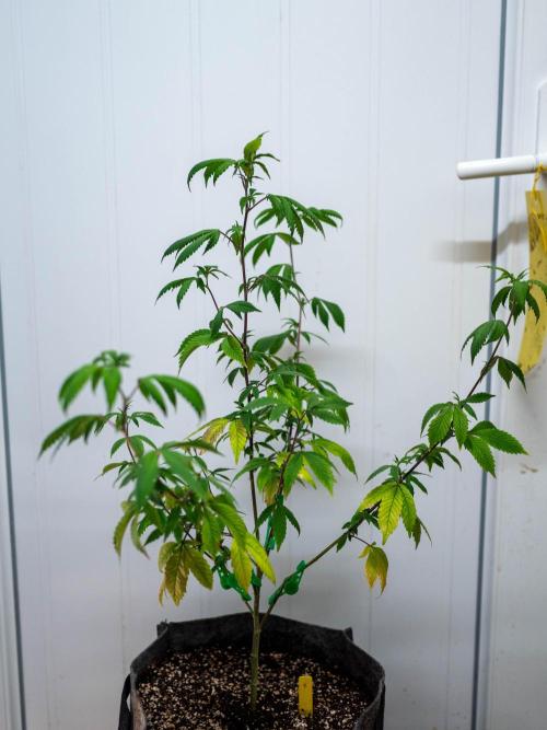Ayahuasca Purple 3rd and final run. Week 3 - 2026/05/14: #1