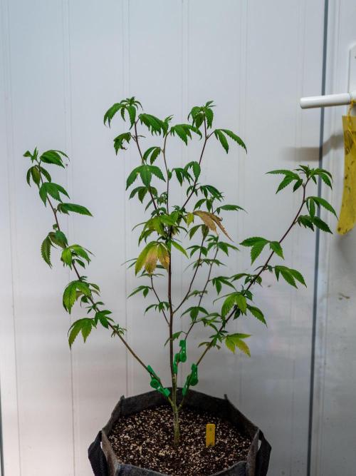 Ayahuasca Purple 3rd and final run. Week 3 - 2026/05/14: #2