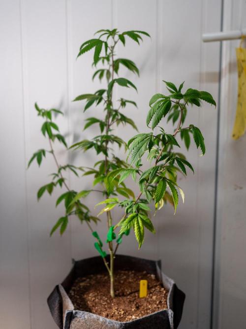 Ayahuasca Purple 3rd and final run. Week 3 - 2026/05/14: #3
