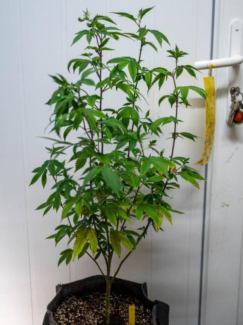 Ayahuasca Purple 3rd and final run. Week 4 - 2026/05/25: #1