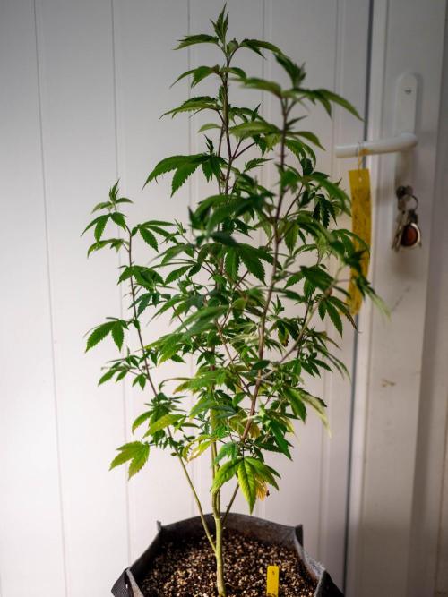 Ayahuasca Purple 3rd and final run. Week 4 - 2026/05/25: #2