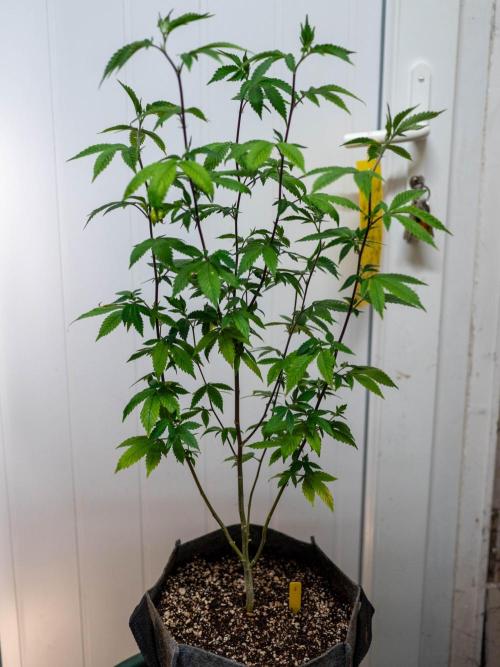 Ayahuasca Purple 3rd and final run. Week 4 - 2026/05/25: #3