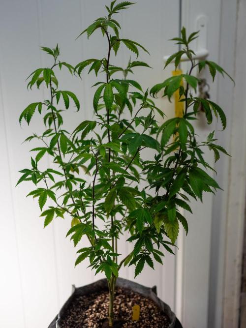 Ayahuasca Purple 3rd and final run. Week 4 - 2026/05/25: #4
