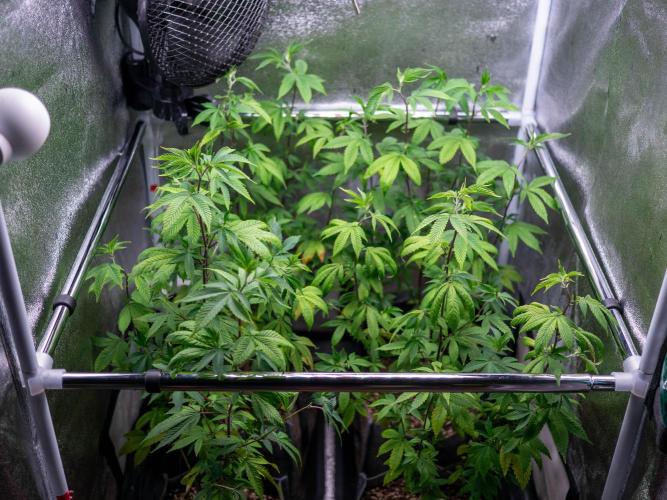 Ayahuasca Purple. Week 4