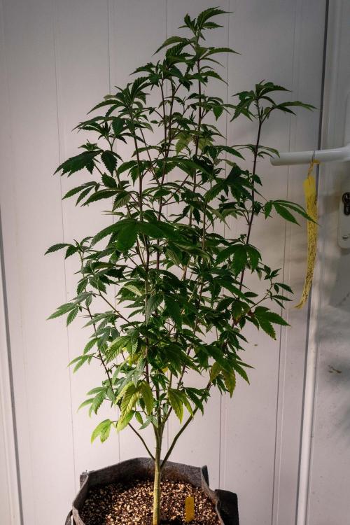 Ayahuasca Purple 3rd and final run. Week 5 - 2026/05/25: #1