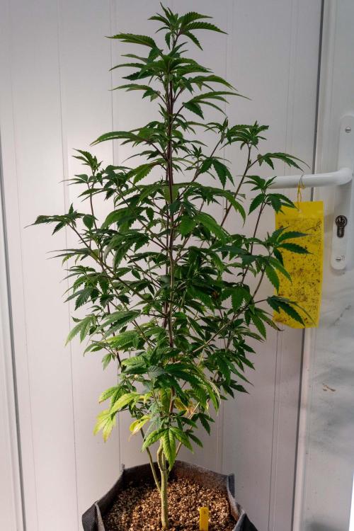 Ayahuasca Purple 3rd and final run. Week 5 - 2026/05/25: #2