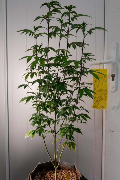 Ayahuasca Purple 3rd and final run. Week 5 - 2026/05/25: #3