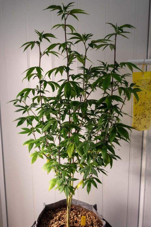 Ayahuasca Purple 3rd and final run. Week 5 - 2026/05/25: #4