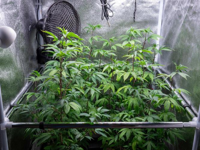 Ayahuasca Purple 3rd and final run. Week 5 - 2026/05/25