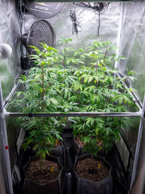 Ayahuasca Purple 3rd and final run. Week 5 - 2026/05/25