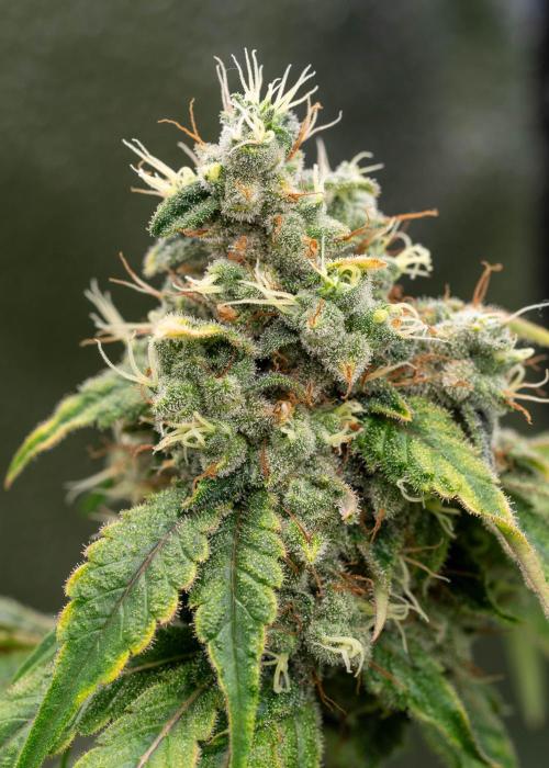 SOG Ayahuasca Purple (CLONES). Week 15 - 2026-06-04