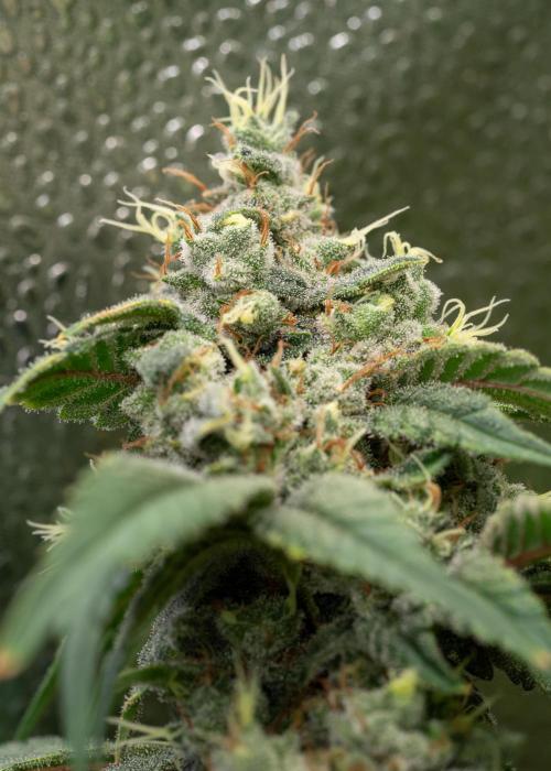 SOG Ayahuasca Purple (CLONES). Week 15 - 2026-06-04