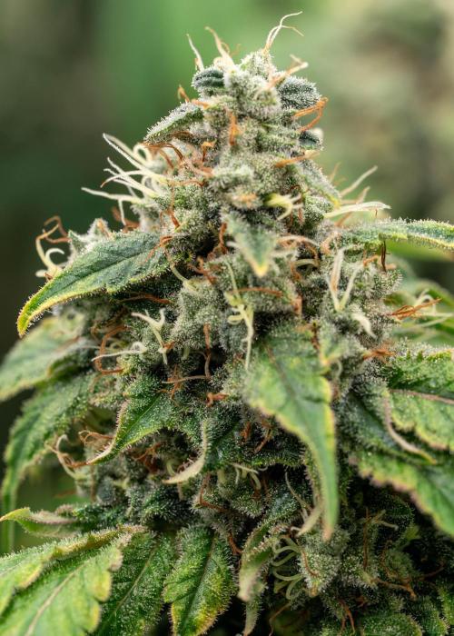 SOG Ayahuasca Purple (CLONES). Week 15 - 2026-06-04