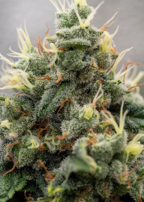SOG Ayahuasca Purple (CLONES). Week 15 - 2026-06-04