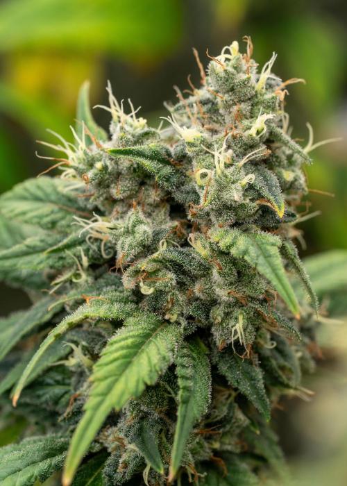SOG Ayahuasca Purple (CLONES). Week 15 - 2026-06-04