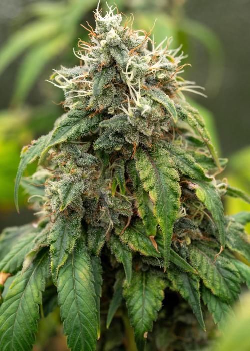 SOG Ayahuasca Purple (CLONES). Week 15 - 2026-06-04