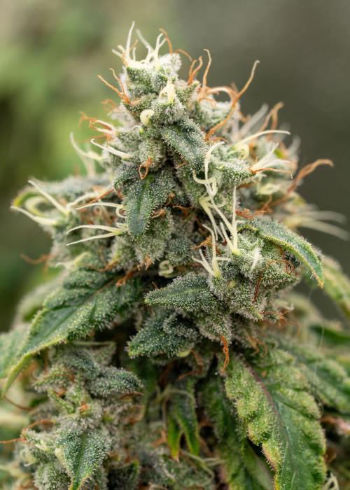 SOG Ayahuasca Purple (CLONES). Week 15 - 2026-06-04