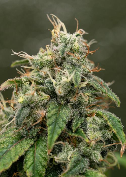 SOG Ayahuasca Purple (CLONES). Week 15 - 2026-06-04