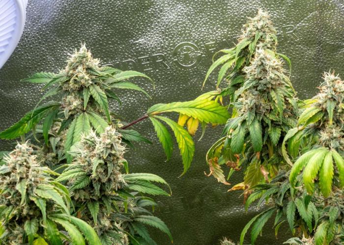 SOG Ayahuasca Purple (CLONES). Week 15 - 2026-06-04