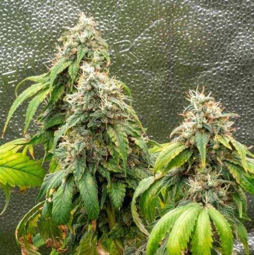 Ayahuasca Purple. Week 15