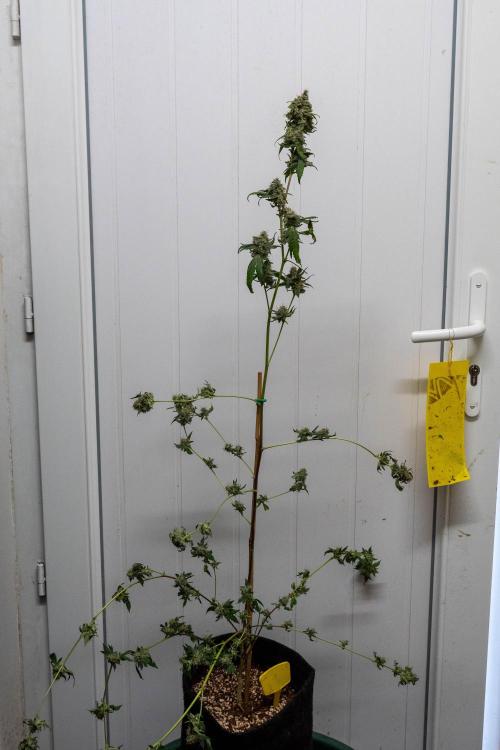 SOG Ayahuasca Purple (CLONES). Week 16 - 2026/06/06: #1