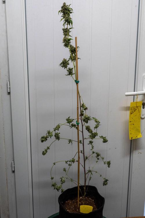 SOG Ayahuasca Purple (CLONES). Week 16 - 2026/06/06: #5