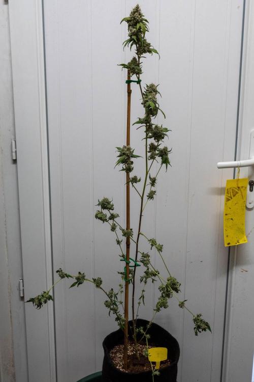 SOG Ayahuasca Purple (CLONES). Week 16 - 2026/06/06: #3