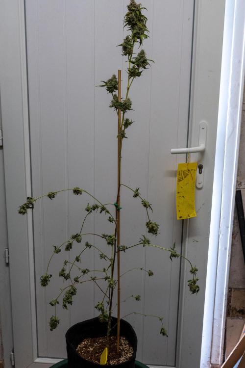 SOG Ayahuasca Purple (CLONES). Week 16 - 2026/06/06: #7