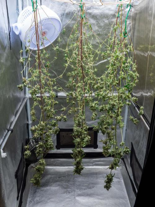 Ayahuasca Purple. Week 16