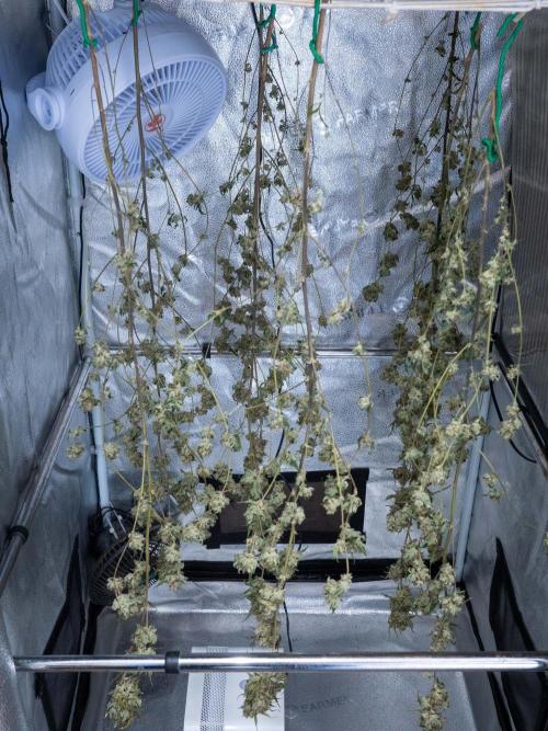SOG Ayahuasca Purple (CLONES). Week 16 - 2026/06/11: dry