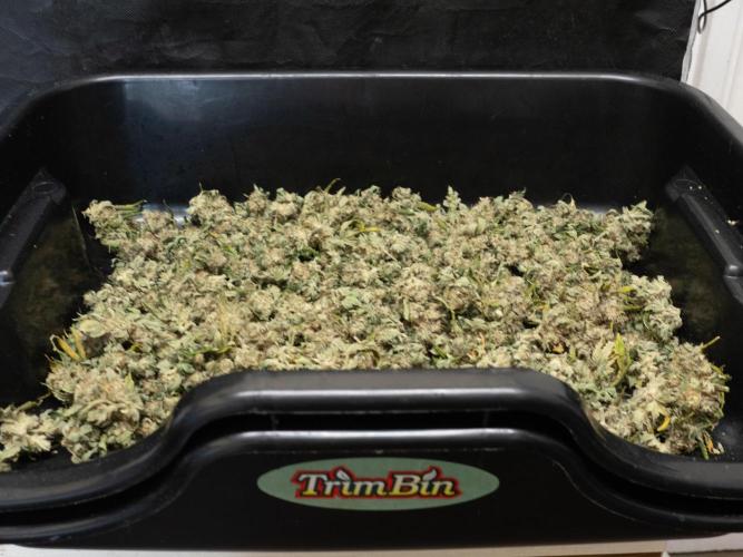 SOG Ayahuasca Purple (CLONES). Week 16 - 2026/06/11: debbuded