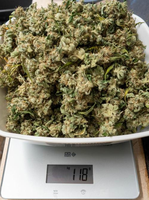 SOG Ayahuasca Purple (CLONES). Week 16 - 2026/06/11: debbuded