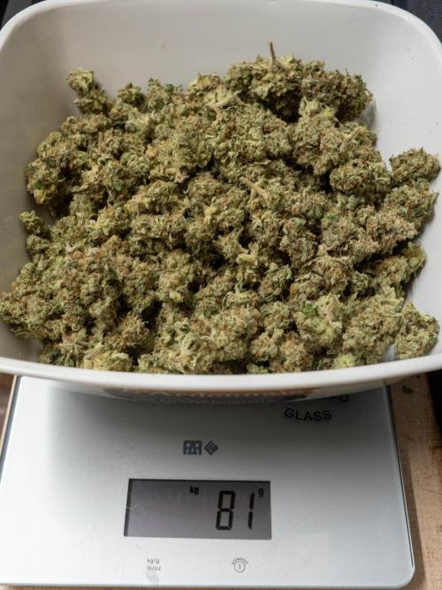 SOG Ayahuasca Purple (CLONES). Week 16 - 2026/06/11: trimmed
