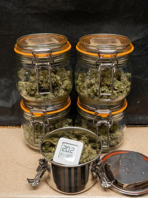 SOG Ayahuasca Purple (CLONES). Week 16 - 2026/06/11: ready for curing