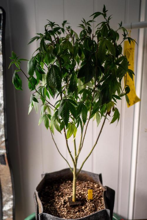 Ayahuasca Purple 3rd and final run. Week 7 - 2026/06/14: #1