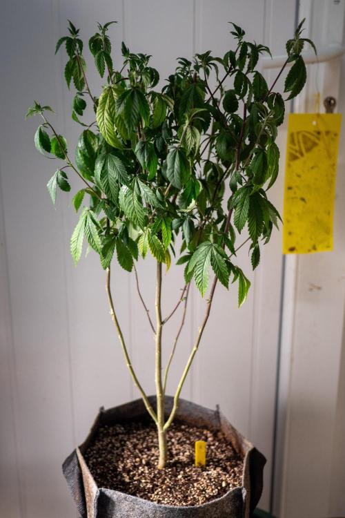 Ayahuasca Purple 3rd and final run. Week 7 - 2026/06/14: #2