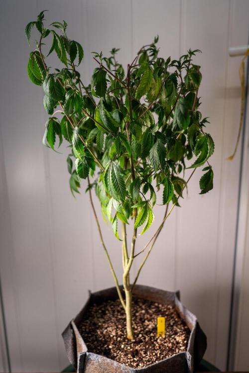 Ayahuasca Purple 3rd and final run. Week 7 - 2026/06/14: #3