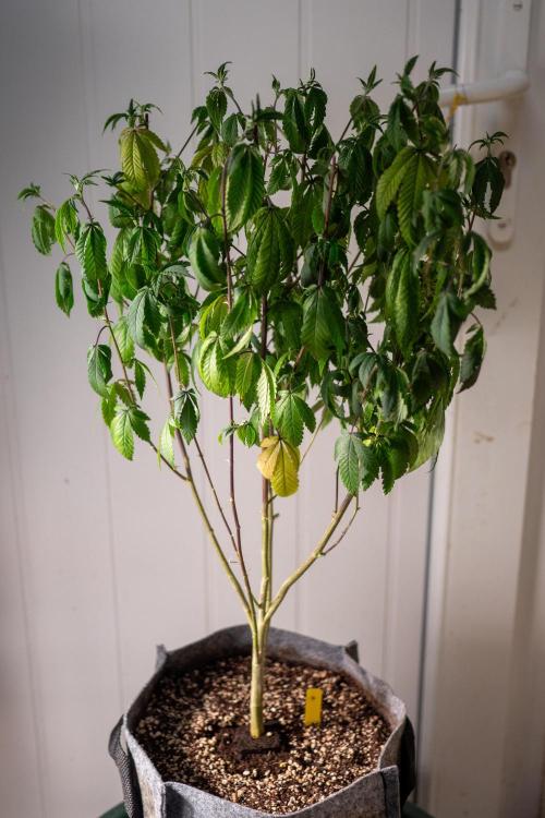 Ayahuasca Purple 3rd and final run. Week 7 - 2026/06/14: #4