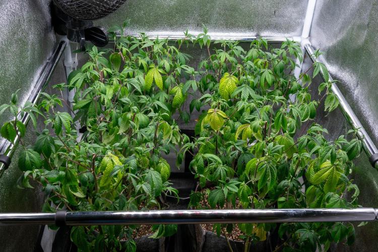Ayahuasca Purple 3rd and final run. Week 7 - 2026/06/14