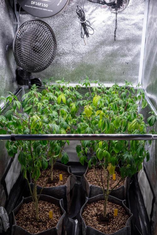 Ayahuasca Purple 3rd and final run. Week 7 - 2026/06/14