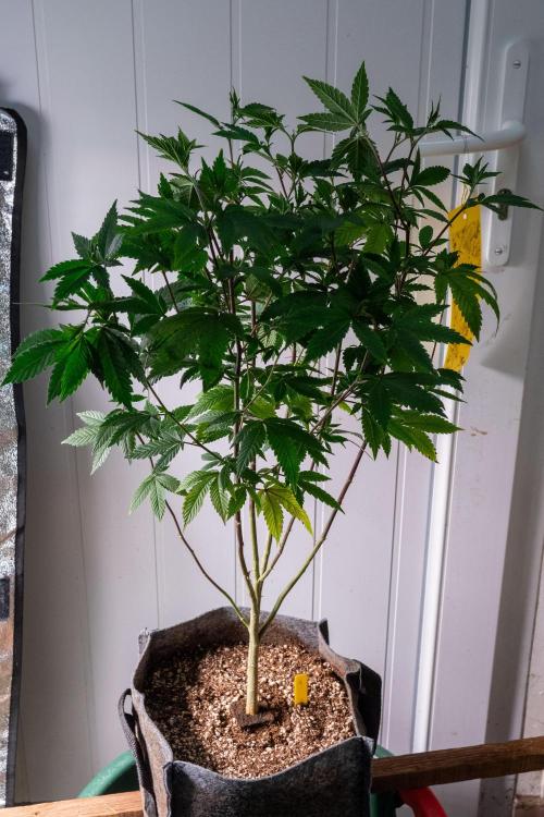 Ayahuasca Purple 3rd and final run. Week 7 - 2026/06/17: #1