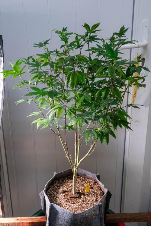 Ayahuasca Purple 3rd and final run. Week 7 - 2026/06/17: #4