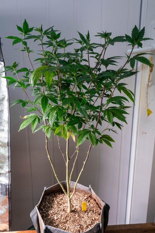 Ayahuasca Purple 3rd and final run. Week 7 - 2026/06/17: #2