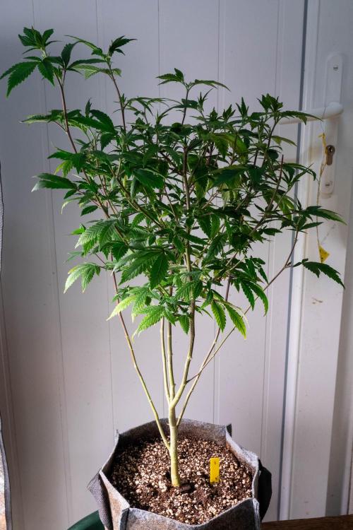 Ayahuasca Purple 3rd and final run. Week 7 - 2026/06/17: #3